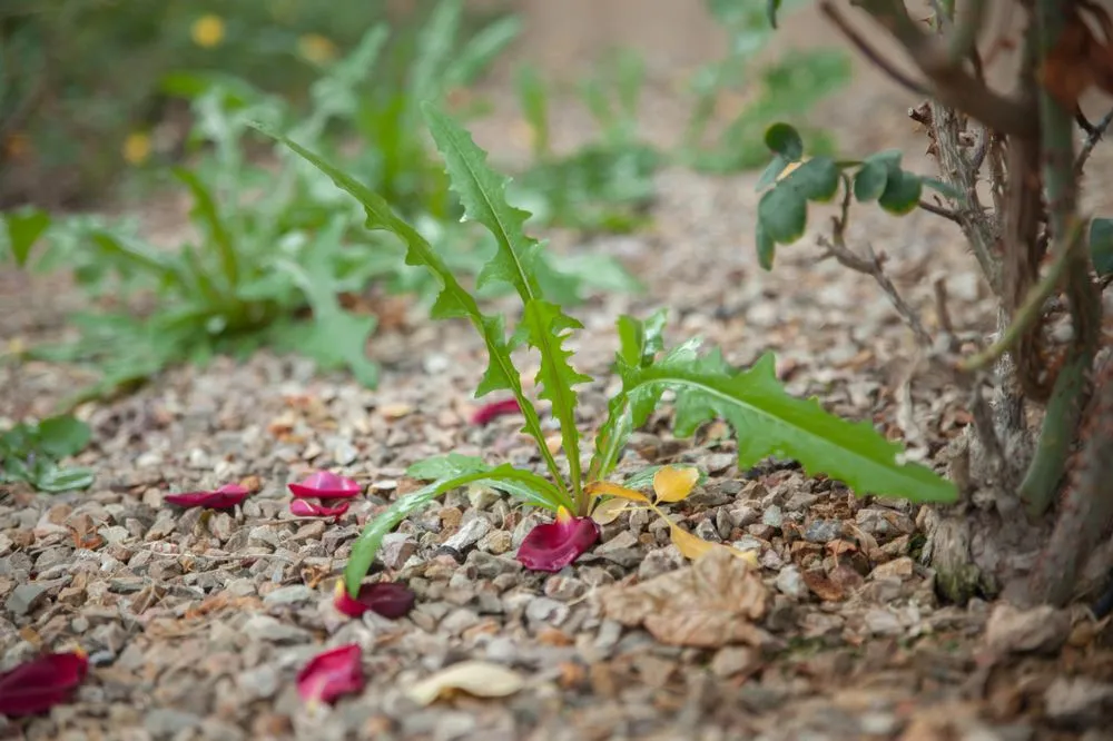 Top-rated garden landscaping near you in Queen Creek, AZ by East Valley Weed Control