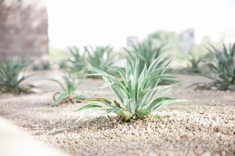 Top-rated lawn mowing service for residential properties across Queen Creek, AZ - East Valley Weed Control