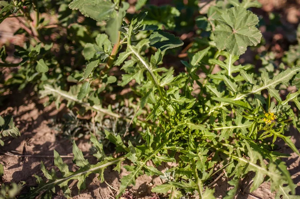 Local residential landscaping in Queen Creek, AZ by East Valley Weed Control