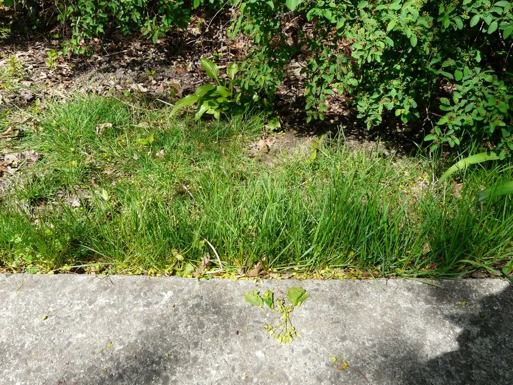 Trusted residential landscaping for residential properties in Stamford, CT by Eastern Land Management