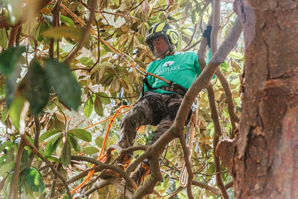 Reliable yard cleanup service in Atlanta, GA by EastLake Tree Services