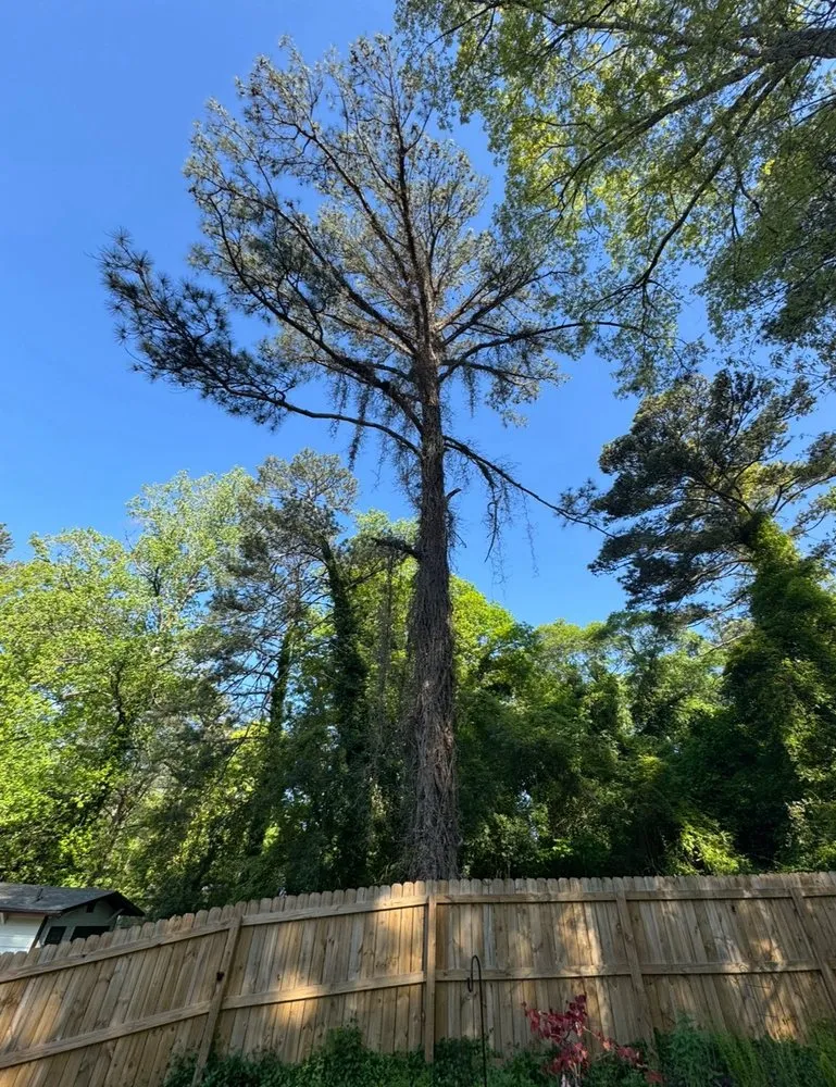 Professional yard maintenance with custom design in Atlanta, GA by EastLake Tree Services