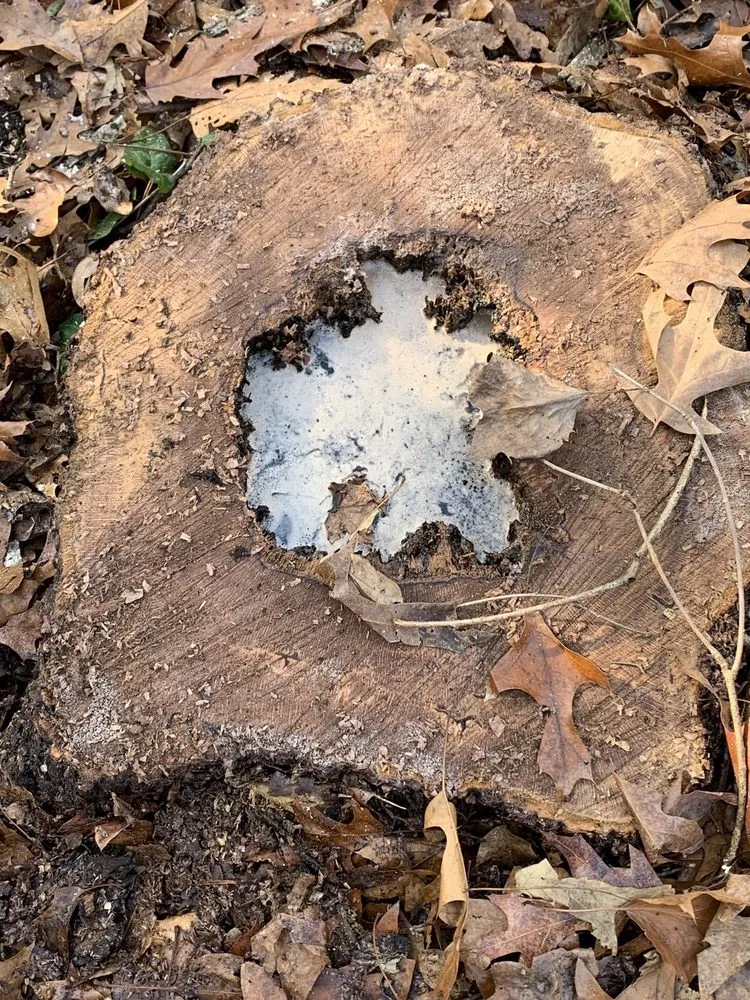 Local landscaping services for outdoor upgrades across Atlanta, GA - EastLake Tree Services