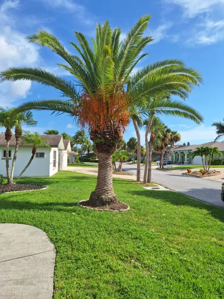 Expert yard cleanup service with custom design in New Port Richey, FL by Eastman Lawn Care