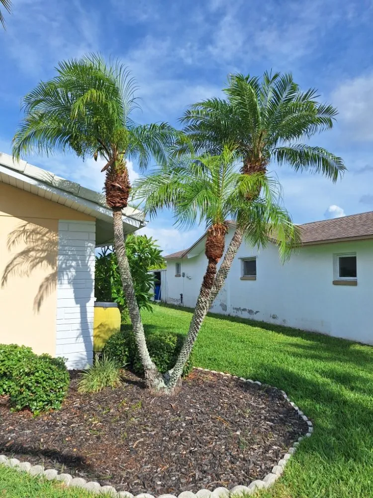 Trusted lawn care service for homes across New Port Richey, FL - Eastman Lawn Care