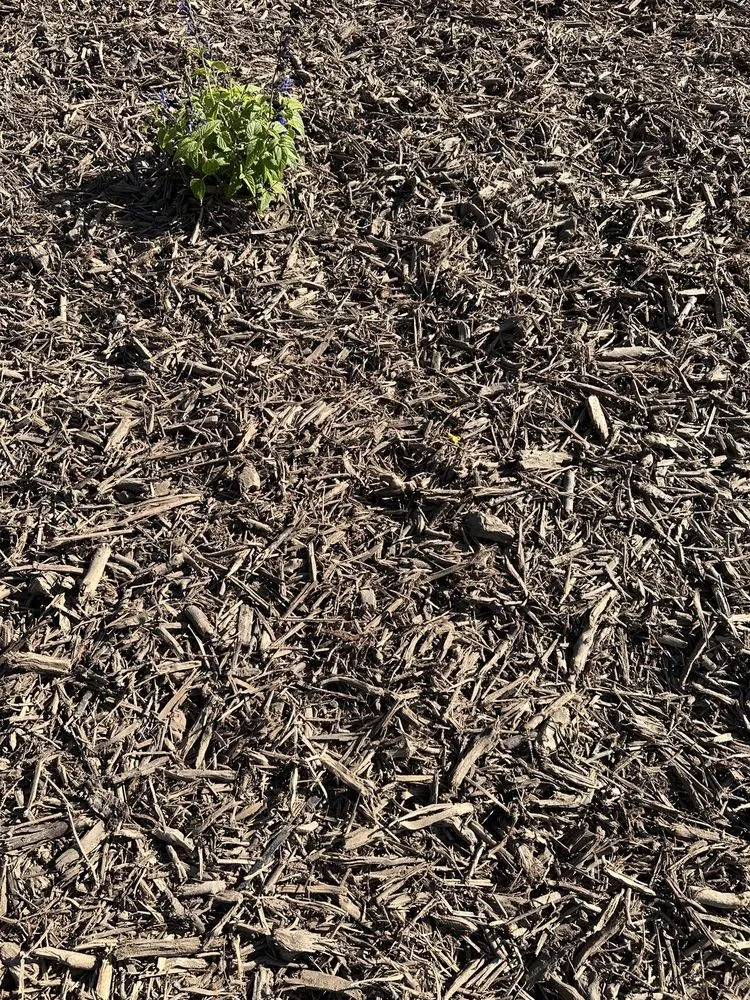 Expert outdoor landscaping in San Marcos, CA by Eastman Soil Amendments