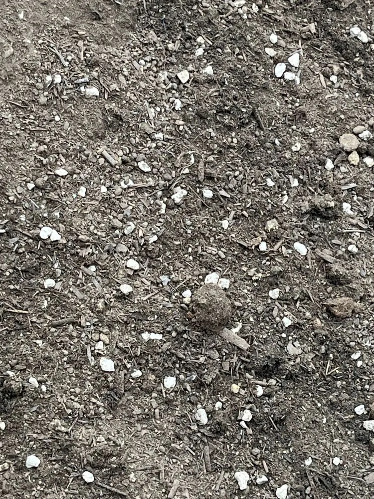 Local lawn mowing service in San Marcos, CA by Eastman Soil Amendments