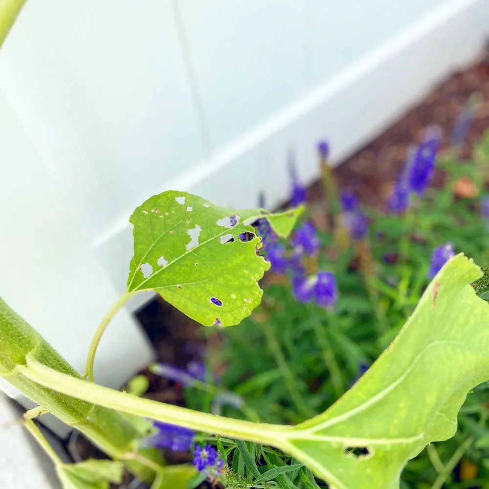 Reliable residential landscaping in Poquoson, VA by Easton Outdoors