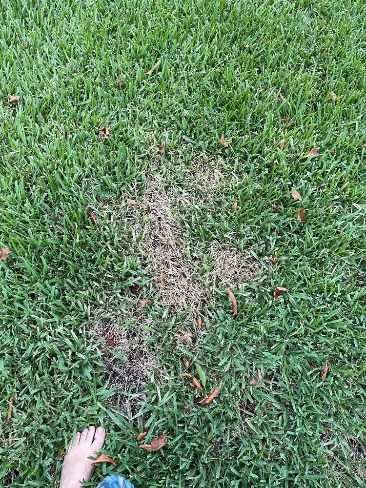 Affordable yard cleanup service in Oviedo, FL by Eastwood Tuff Turf of Central Florida