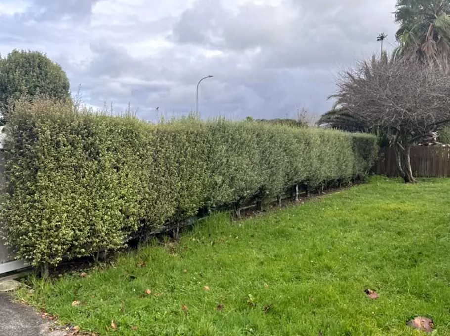 Professional yard cleanup service in Austin, TX by Eastwoods Lawn Care