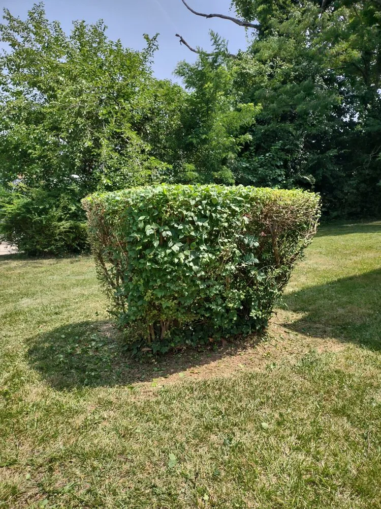 Trusted yard maintenance for year-round maintenance across Huntingtown, MD - Easy Breezy Lawn Service