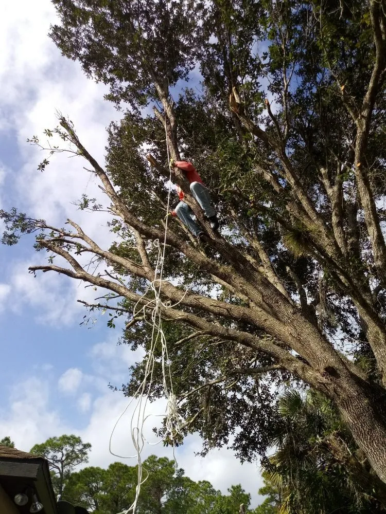 Affordable yard cleanup service experts serving Pt Charlotte, FL - Easy Cut Blessing's