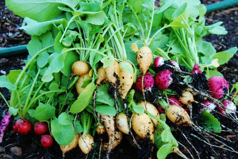 Trusted lawn care service in Miami, FL - Easy Edible Landscapes