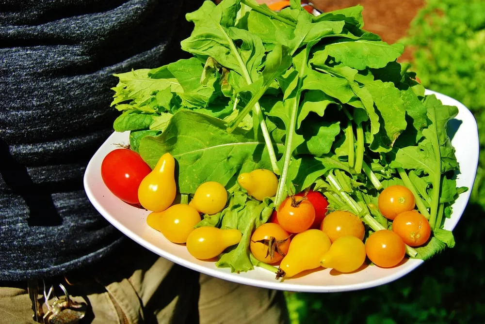 Professional yard maintenance in Miami, FL - Easy Edible Landscapes