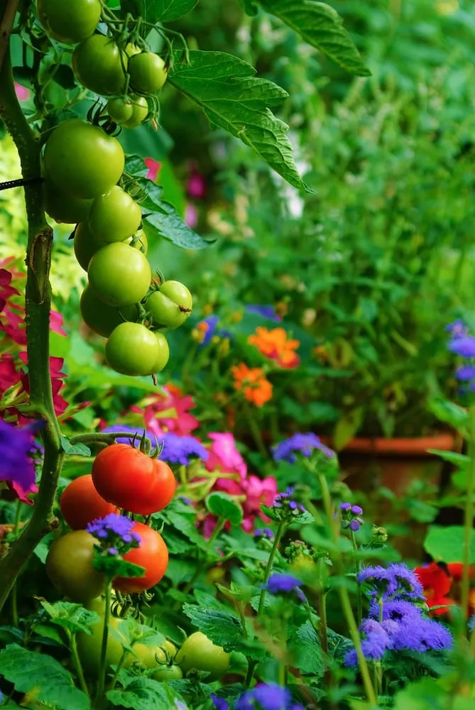 Top-rated yard maintenance in Miami, FL - Easy Edible Landscapes