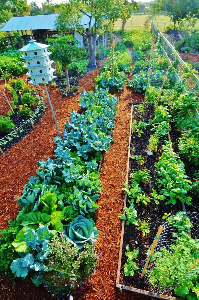 Affordable garden landscaping in Miami, FL - Easy Edible Landscapes