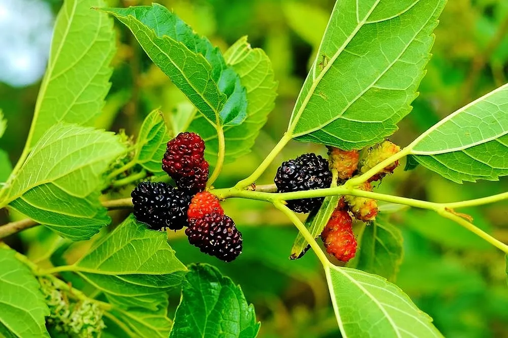 Local landscape installation experts serving Miami, FL - Easy Edible Landscapes