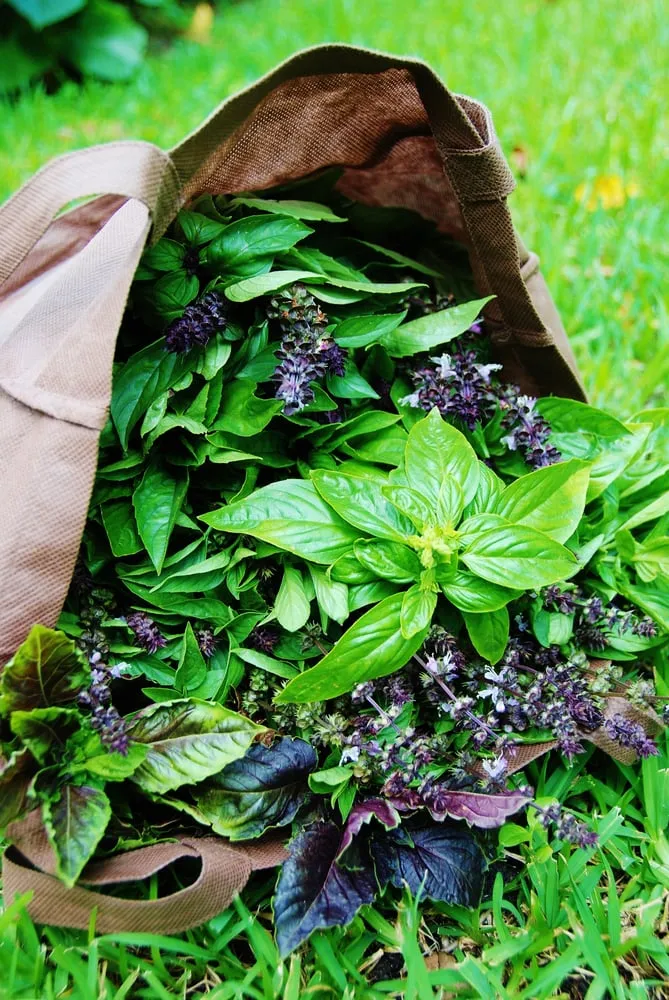 Top-rated lawn mowing service experts serving Miami, FL - Easy Edible Landscapes