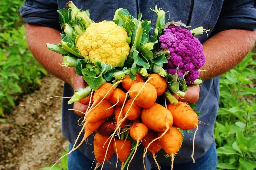 Affordable lawn mowing service for year-round maintenance across Miami, FL - Easy Edible Landscapes