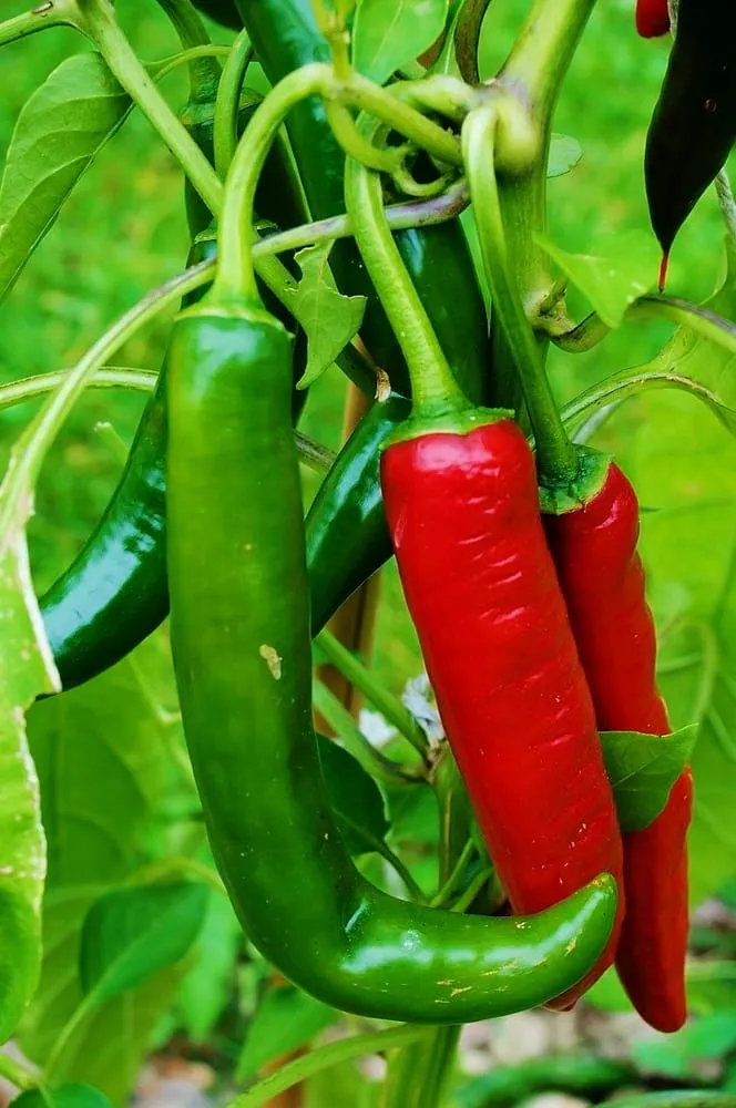 Trusted lawn care service in Miami, FL - Easy Edible Landscapes