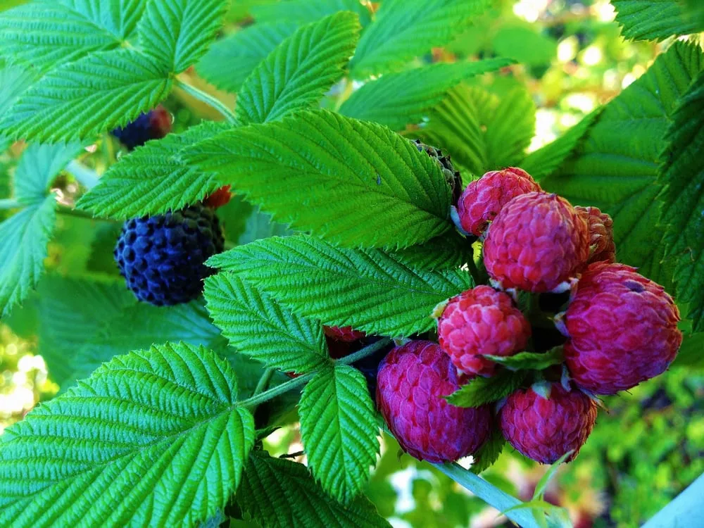 Top-rated landscape design in Miami, FL by Easy Edible Landscapes