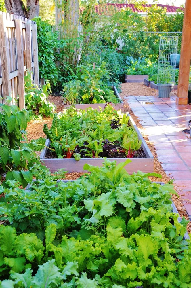 Local yard cleanup service in Miami, FL by Easy Edible Landscapes