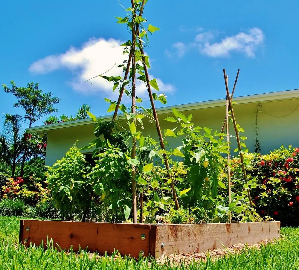 Custom yard cleanup service experts serving Miami, FL - Easy Edible Landscapes