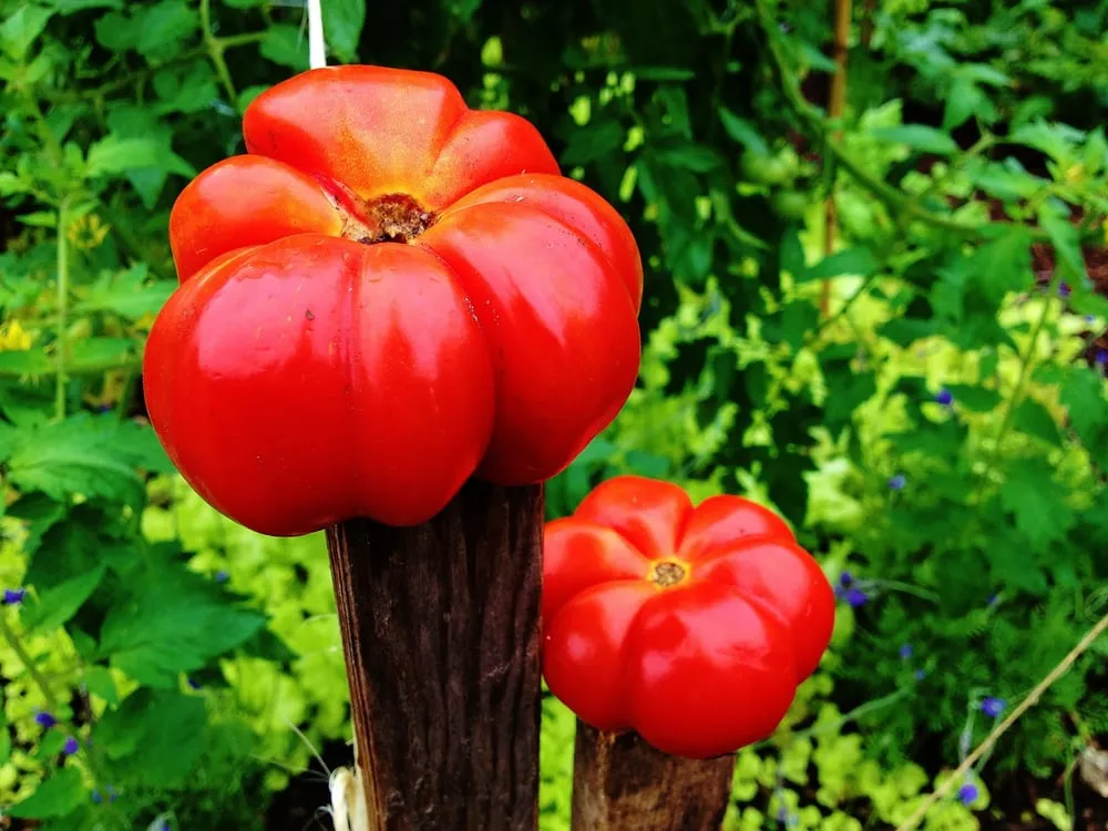 Professional outdoor landscaping for residential properties in Miami, FL by Easy Edible Landscapes