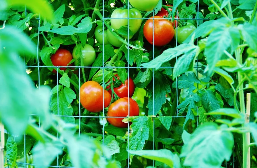 Professional garden landscaping in Miami, FL by Easy Edible Landscapes