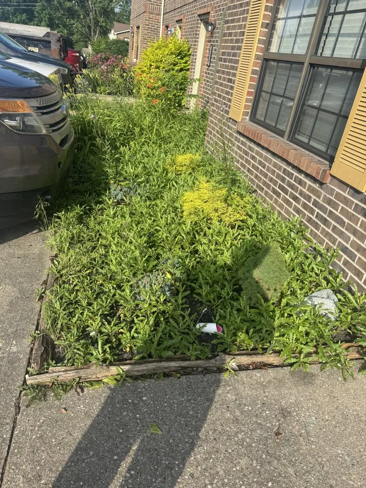 Trusted lawn mowing service for beautiful yards across Cold Spring, KY - Easy Green