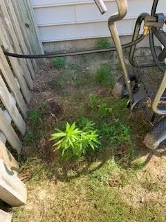 Professional landscape installation for outdoor upgrades in Lawrenceville, GA by Easy Green Landscaping & Design