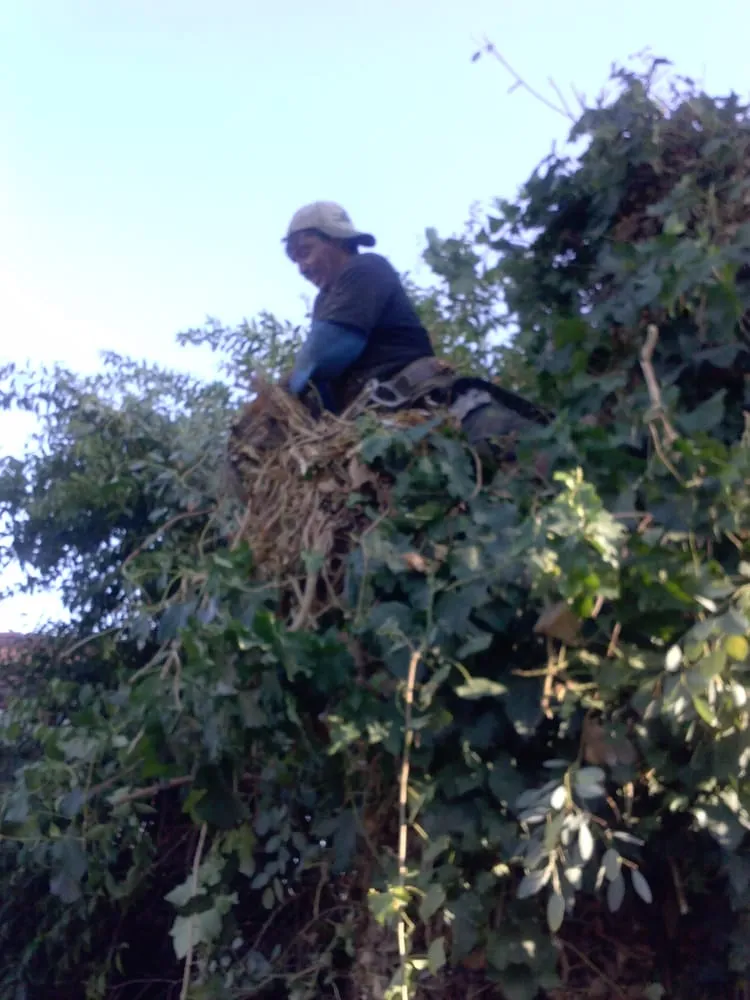 Top-rated landscape installation for residential properties in San Jose, CA by Easy Landscaping & Maintenance