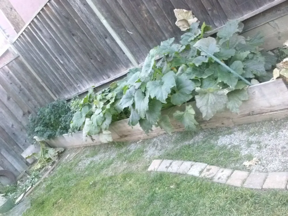 Affordable lawn mowing service for beautiful yards in San Jose, CA by Easy Landscaping & Maintenance