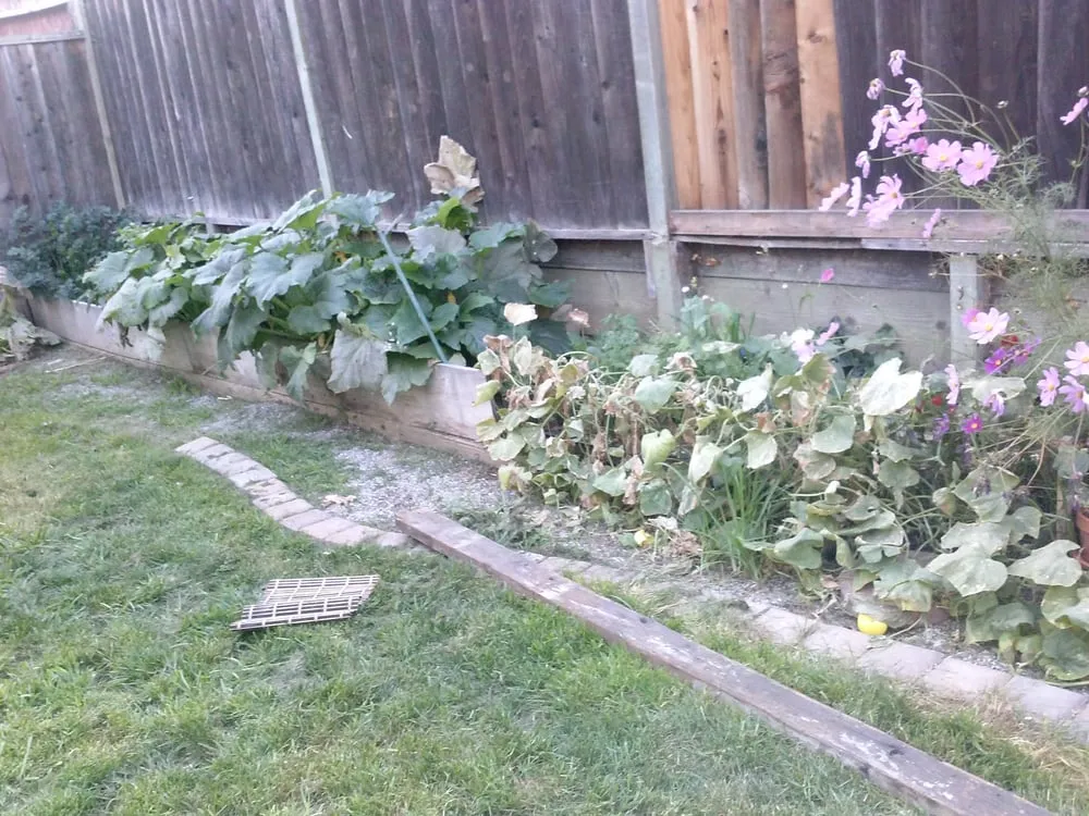 Custom yard maintenance near you in San Jose, CA by Easy Landscaping & Maintenance