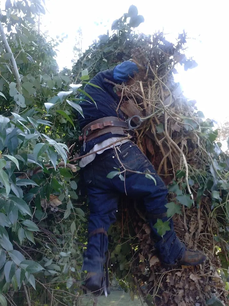 Reliable landscaping services for homes in San Jose, CA by Easy Landscaping & Maintenance