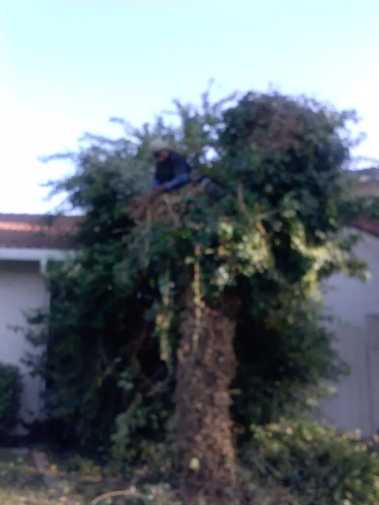 Reliable garden landscaping experts serving San Jose, CA - Easy Landscaping & Maintenance