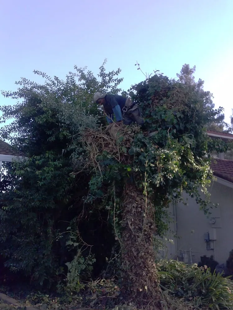 Custom outdoor landscaping in San Jose, CA by Easy Landscaping & Maintenance