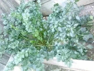 Trusted garden landscaping for year-round maintenance across San Jose, CA - Easy Landscaping & Maintenance