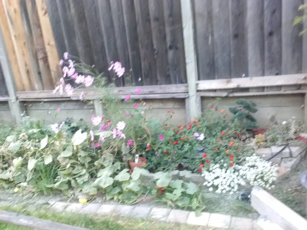 Trusted yard cleanup service experts serving San Jose, CA - Easy Landscaping & Maintenance