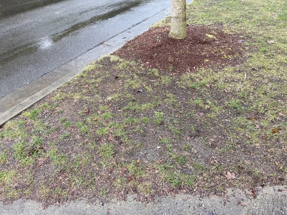 Local yard cleanup service experts serving Everet, WA - Easy Lawn Care & Landscaping