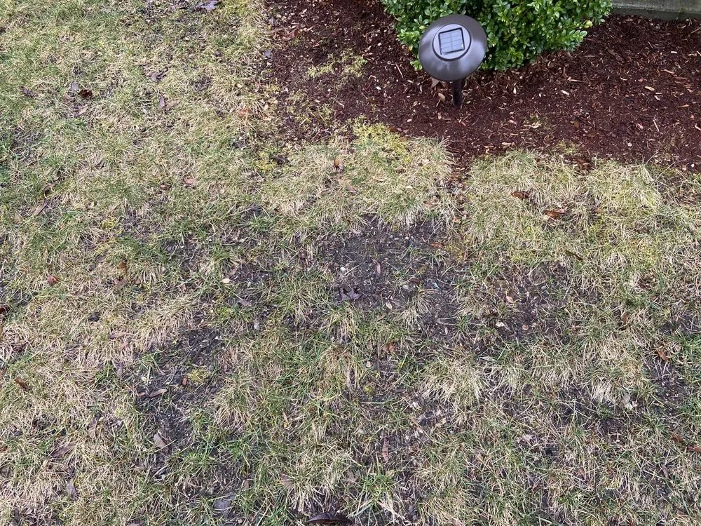 Custom residential landscaping near you in Everet, WA by Easy Lawn Care & Landscaping