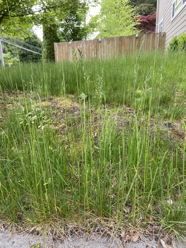 Reliable lawn care service near you in Everet, WA by Easy Lawn Care & Landscaping