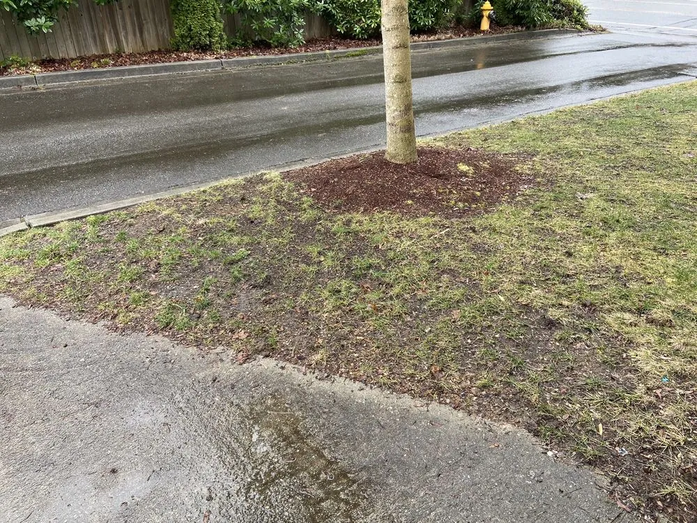 Trusted yard maintenance in Everet, WA - Easy Lawn Care & Landscaping