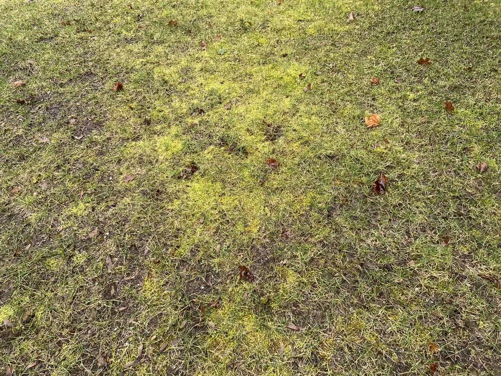 Reliable landscape installation in Everet, WA - Easy Lawn Care & Landscaping