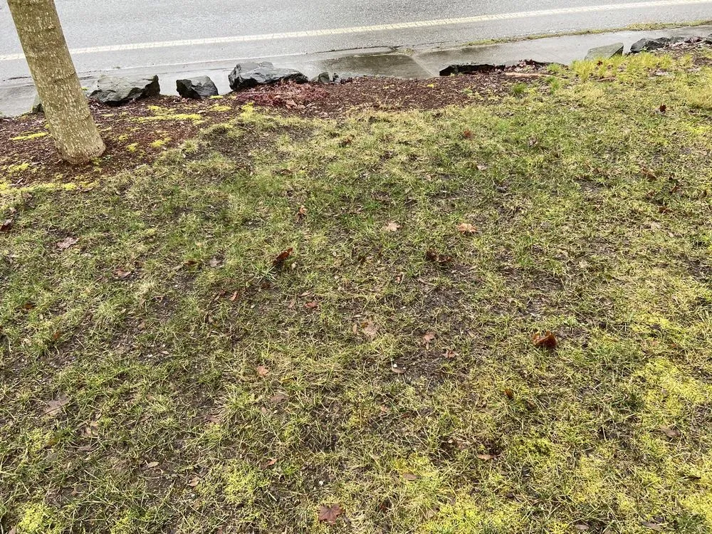 Custom lawn mowing service for beautiful yards across Everet, WA - Easy Lawn Care & Landscaping