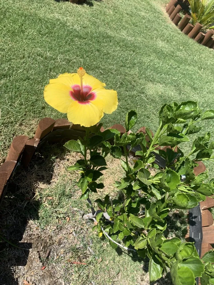 Local landscape installation for beautiful yards across Fresno, CA - Easy Lawn Care