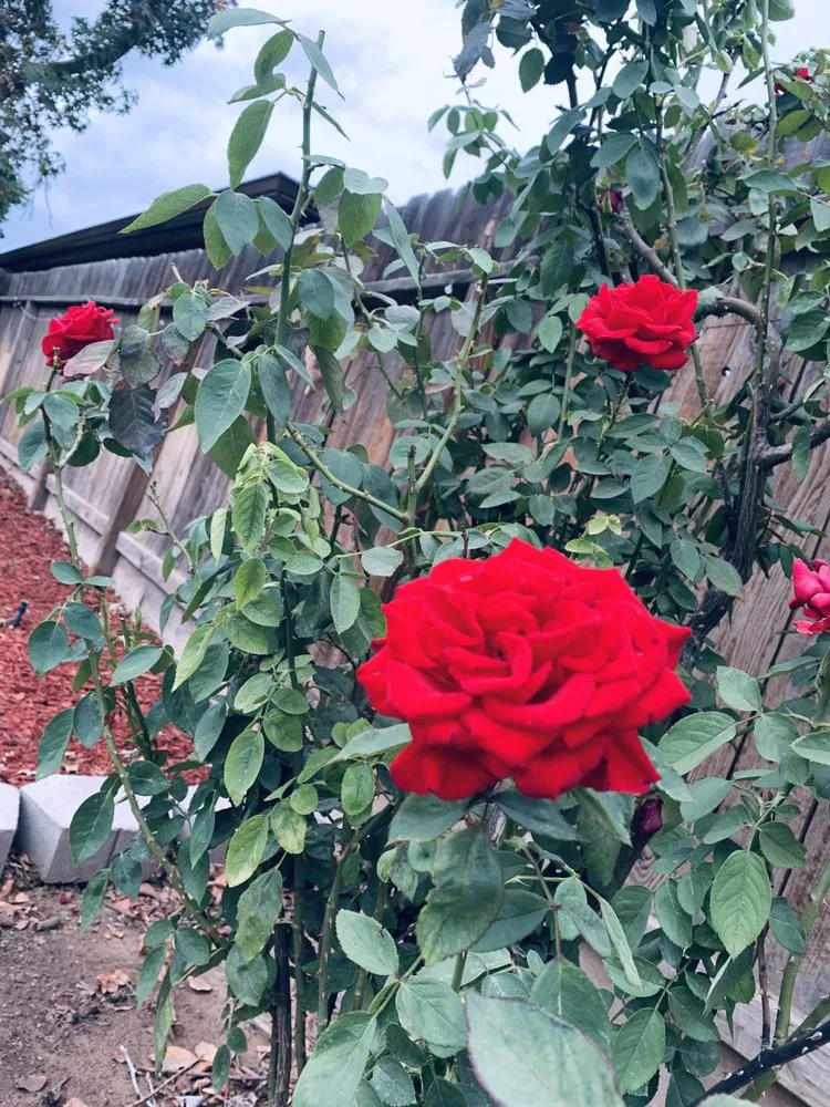 Affordable yard cleanup service in Fresno, CA by Easy Lawn Care