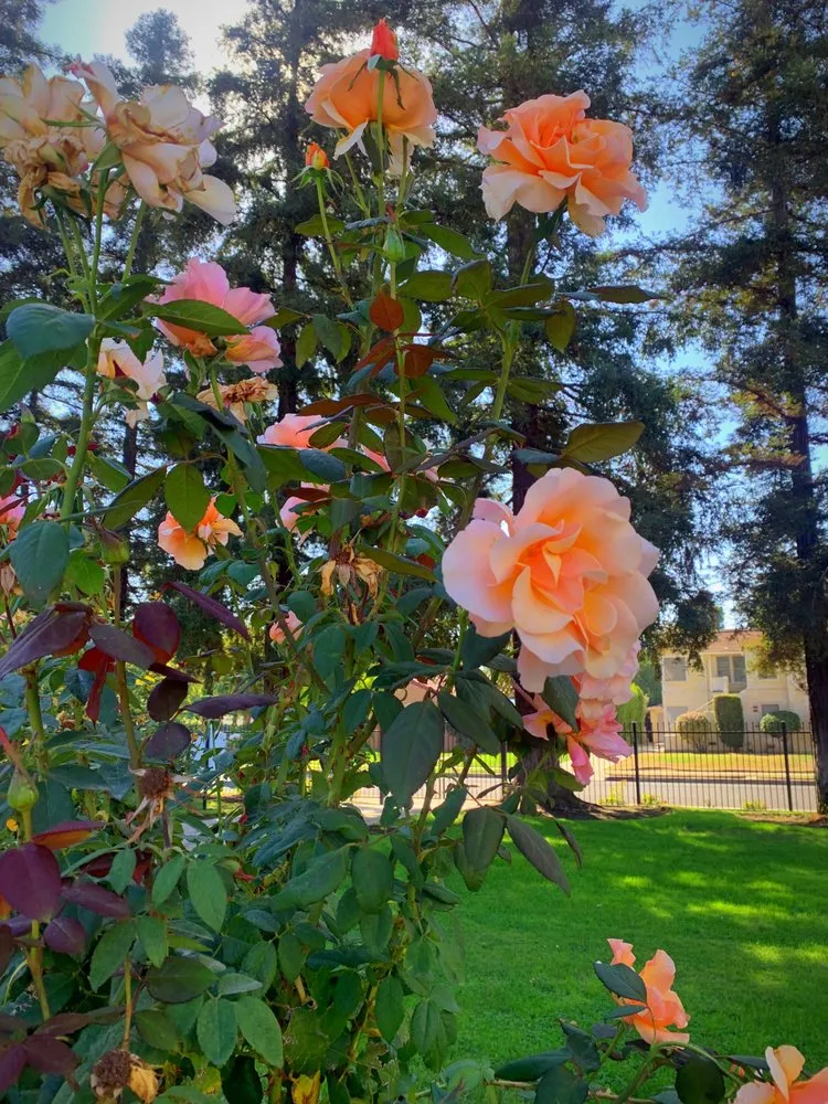 Expert outdoor landscaping experts serving Fresno, CA - Easy Lawn Care