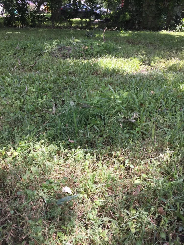 Reliable residential landscaping experts serving Houston, TX - Easy Lawn Care