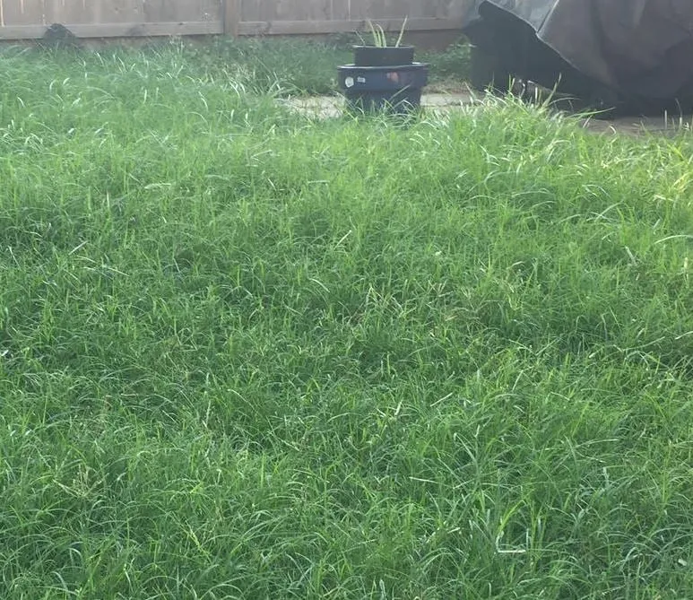 Trusted outdoor landscaping near you across Houston, TX - Easy Lawn Care